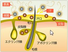 男のワキの臭いに効く クデオ ジェルクリーム 男のわきの臭いに効く クデオ ジェルクリーム